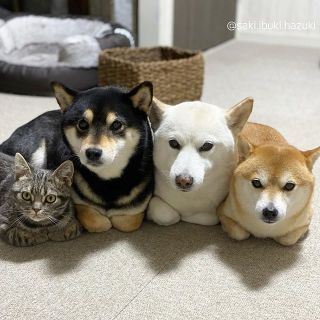 猫と動物たち