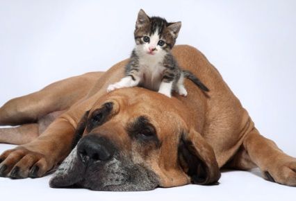 猫と動物たち