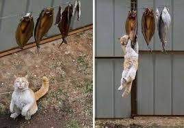 猫と動物たち