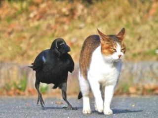 猫と動物たち