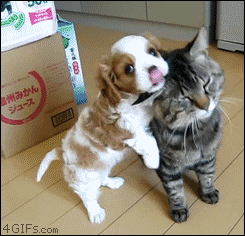 猫と動物たち