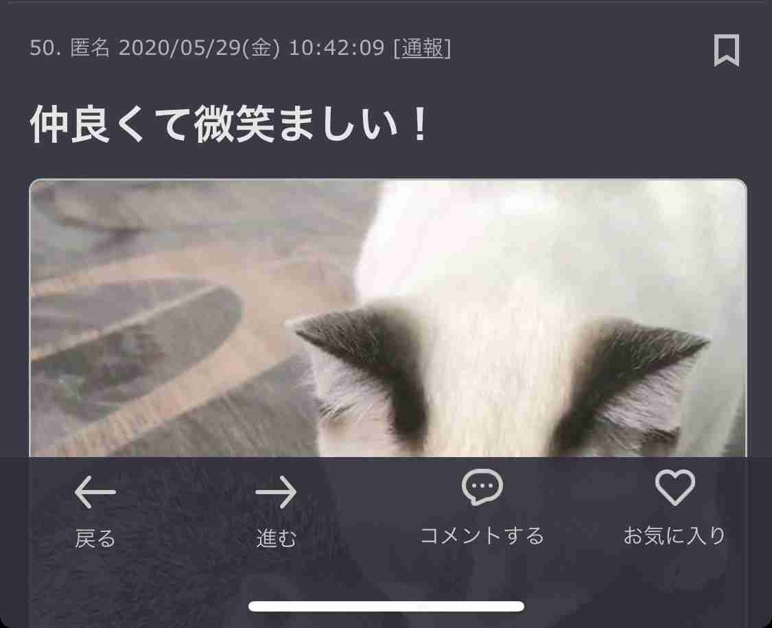 猫と動物たち