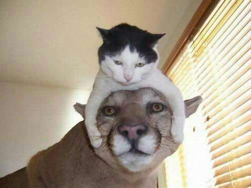猫と動物たち