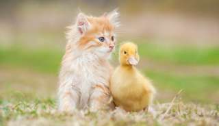 猫と動物たち