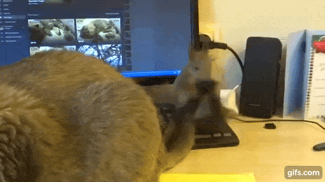 猫と動物たち