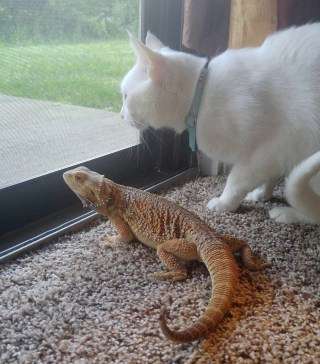 猫と動物たち