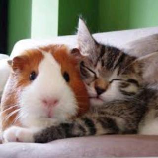 猫と動物たち