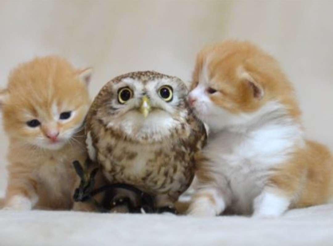 猫と動物たち