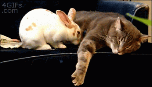 猫と動物たち