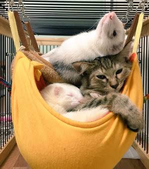 猫と動物たち