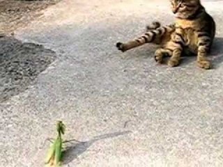 猫と動物たち