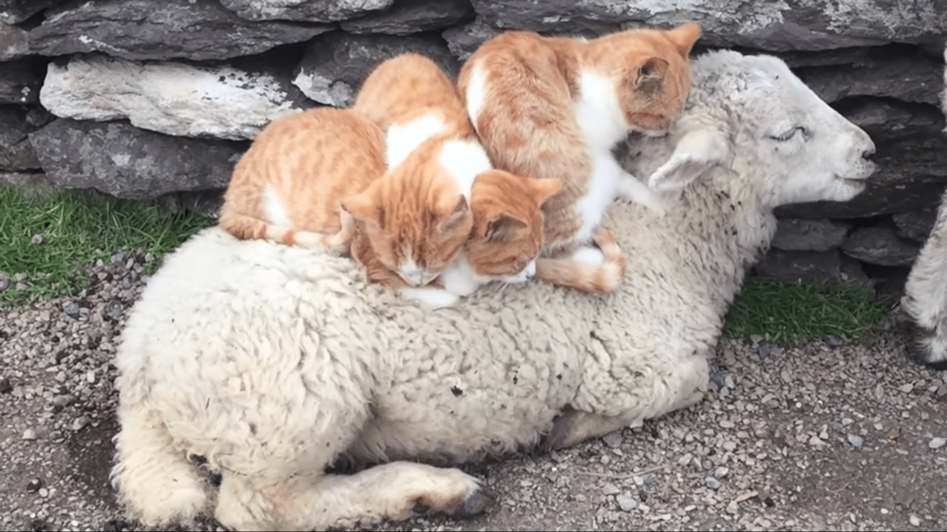 猫と動物たち