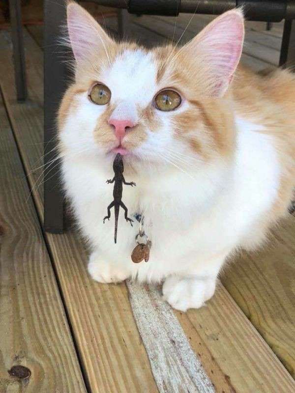 猫と動物たち
