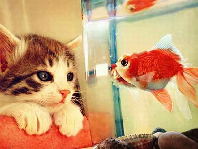猫と動物たち
