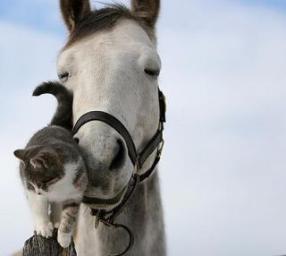 猫と動物たち