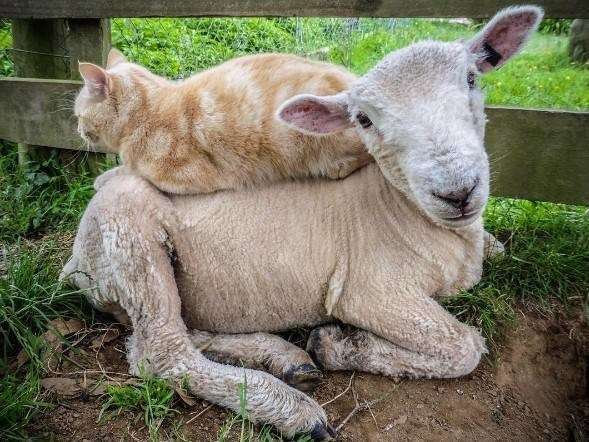 猫と動物たち