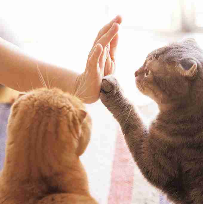 猫と動物たち