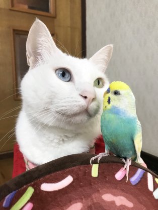 猫と動物たち