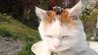 猫と動物たち