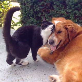 猫と動物たち