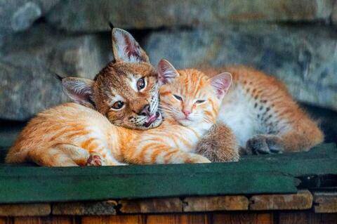 猫と動物たち