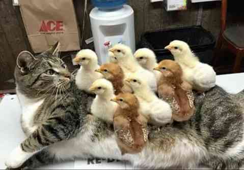 猫と動物たち