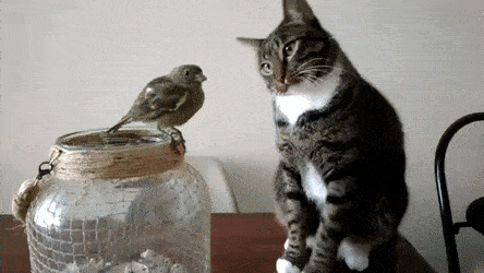 猫と動物たち