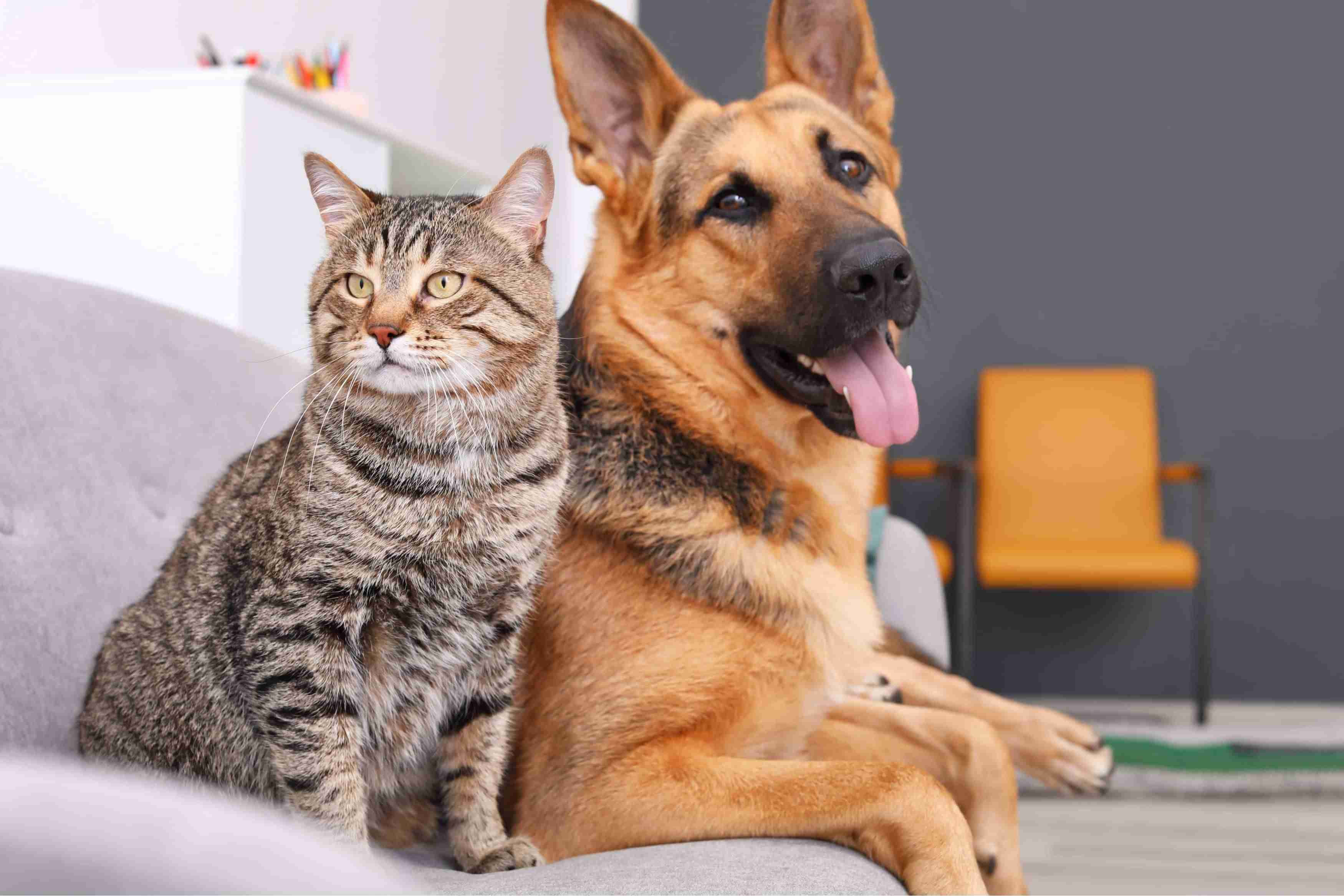 猫と動物たち
