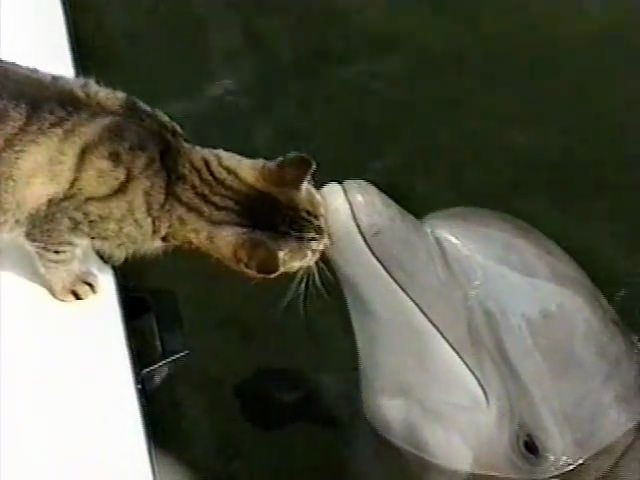 猫と動物たち