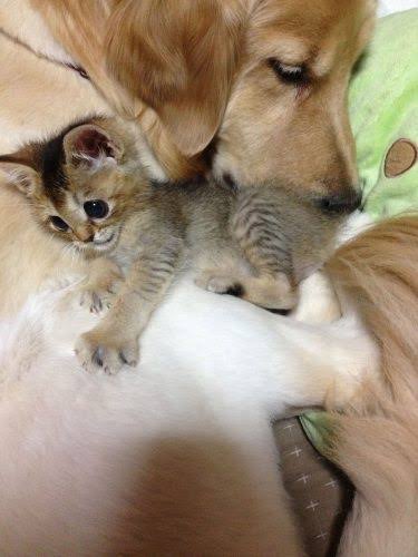 猫と動物たち