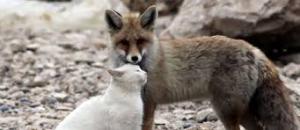 猫と動物たち