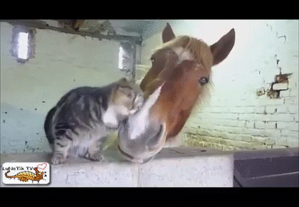 猫と動物たち