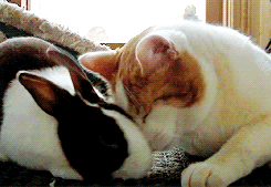 猫と動物たち