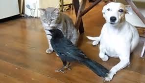 猫と動物たち