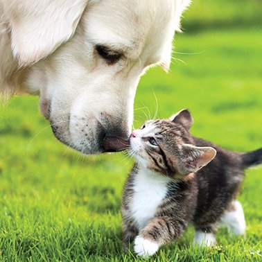 猫と動物たち