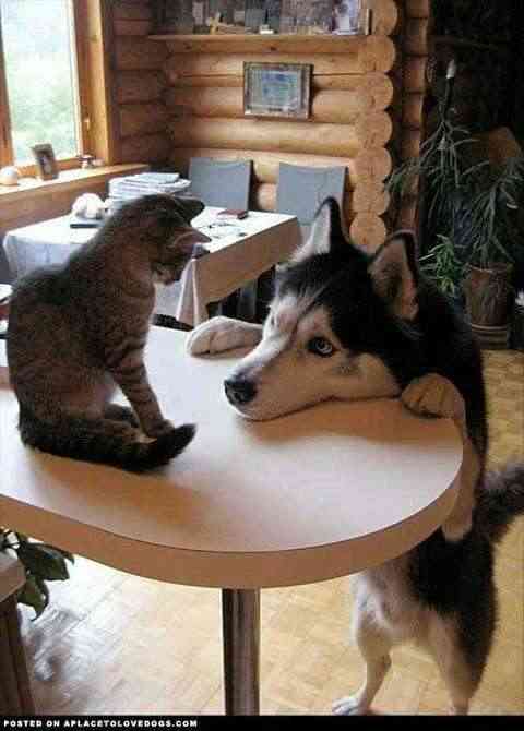 猫と動物たち