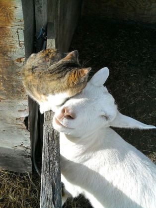 猫と動物たち