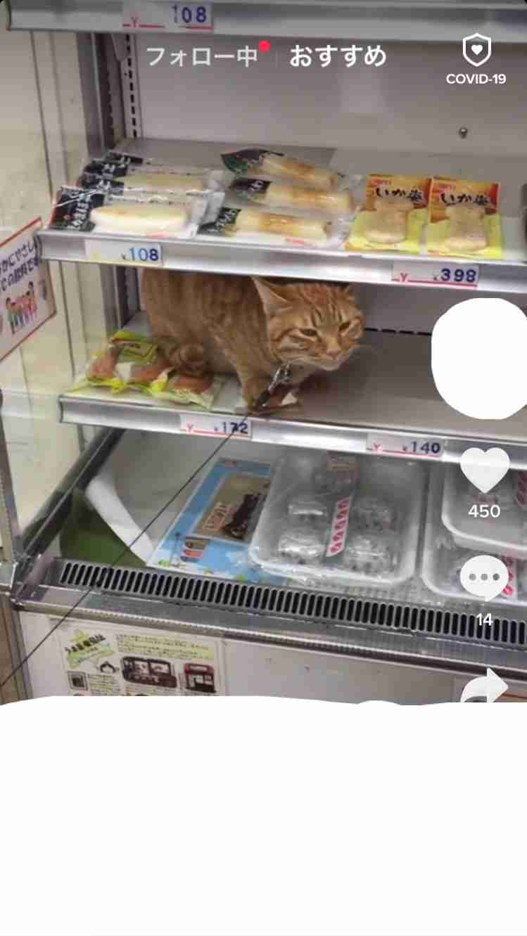 猫と動物たち