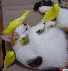 猫と動物たち