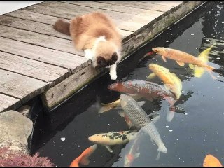 猫と動物たち