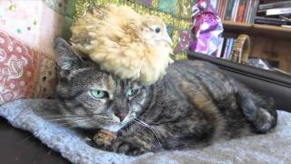 猫と動物たち