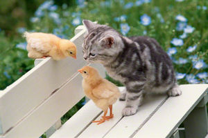 猫と動物たち