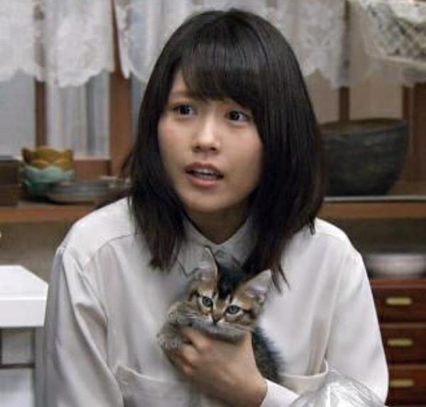 猫と動物たち