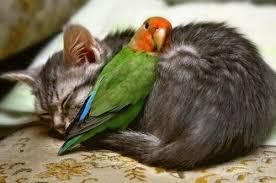 猫と動物たち