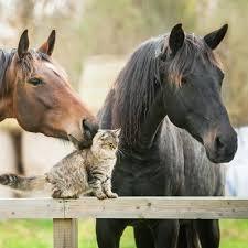 猫と動物たち