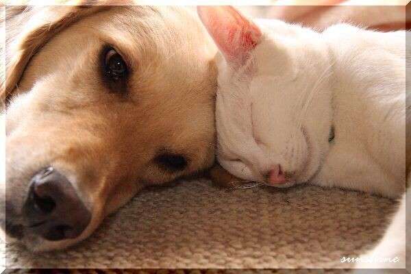 猫と動物たち