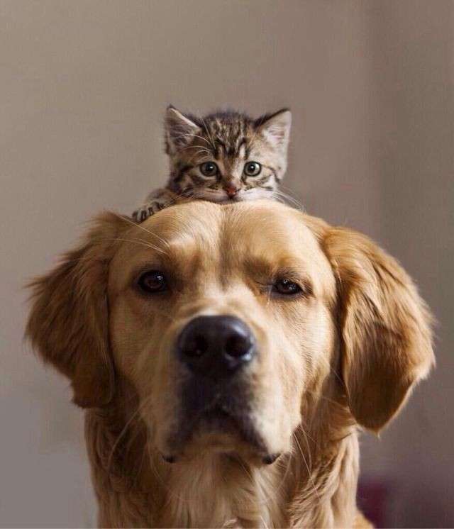 猫と動物たち