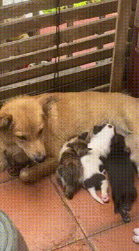 猫と動物たち