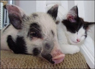猫と動物たち