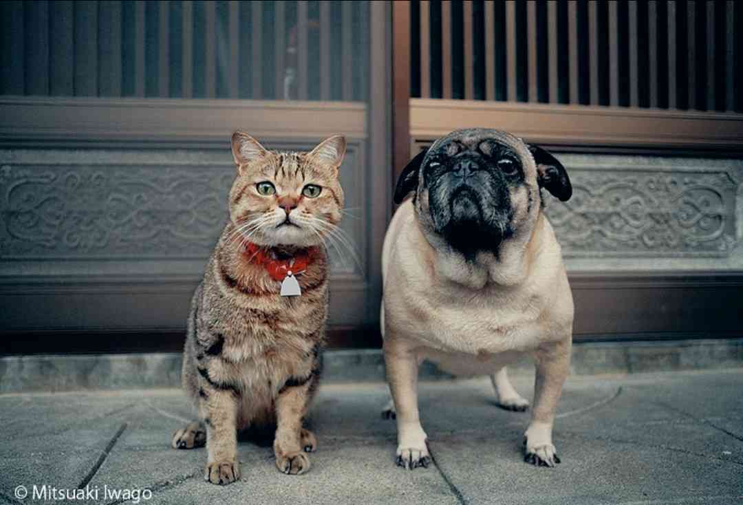 猫と動物たち